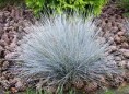 /album/okrasna-trava/festuca-glauca-3-jpg/